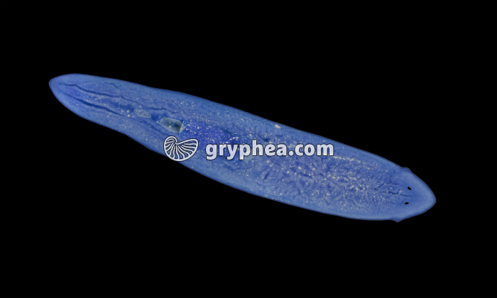 Planaire x2,5 - gryphea.org